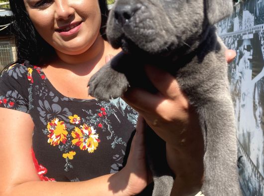 İri Mavi Gözlü Cane Corso Yavrularımız görsel