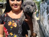 İri Mavi Gözlü Cane Corso Yavrularımız