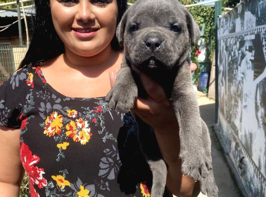 İri Mavi Gözlü Cane Corso Yavrularımız görsel