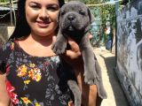 İri Mavi Gözlü Cane Corso Yavrularımız