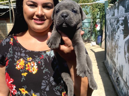 İri Mavi Gözlü Cane Corso Yavrularımız görsel