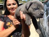 İri Mavi Gözlü Cane Corso Yavrularımız