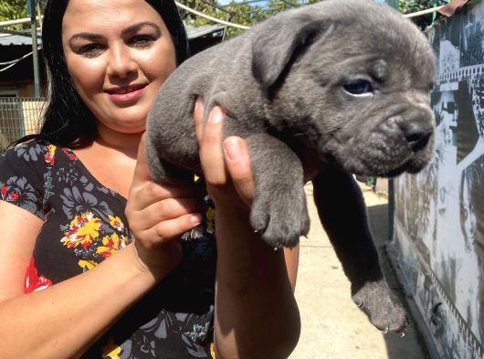 İri Mavi Gözlü Cane Corso Yavrularımız görsel