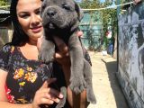 İri Mavi Gözlü Cane Corso Yavrularımız