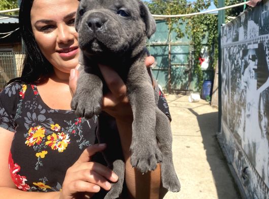 İri Mavi Gözlü Cane Corso Yavrularımız görsel