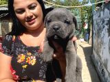 İri Mavi Gözlü Cane Corso Yavrularımız