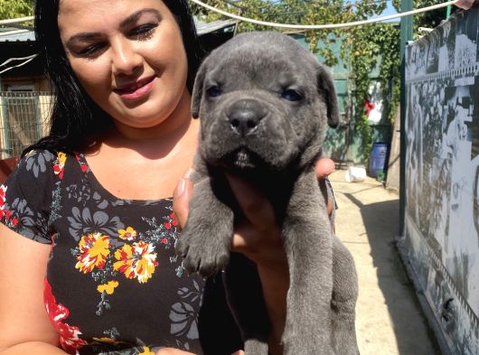 İri Mavi Gözlü Cane Corso Yavrularımız görsel