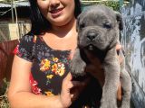 İri Mavi Gözlü Cane Corso Yavrularımız
