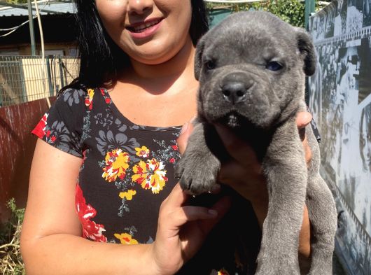 İri Mavi Gözlü Cane Corso Yavrularımız görsel
