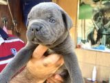 İri Mavi Gözlü Cane Corso Yavrularımız