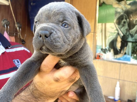 İri Mavi Gözlü Cane Corso Yavrularımız görsel