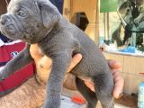 İri Mavi Gözlü Cane Corso Yavrularımız
