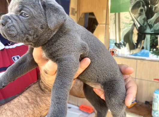İri Mavi Gözlü Cane Corso Yavrularımız görsel