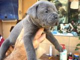 İri mavi gözlü cane corso yavrularımız