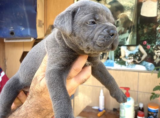İri Mavi Gözlü Cane Corso Yavrularımız