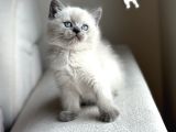 BRİTİSH SHORTHAİR BLUEPOİNT YAVRULARIMIZ YUVASINI ARIYOR