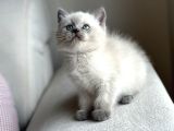 Bri̇ti̇sh Shorthai̇r Bluepoi̇nt Yavrularimiz Yuvasini Ariyor