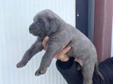 Dev Cane Corso Yavlarımızı Her Renk Mevcut