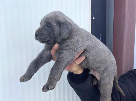 Dev Cane Corso Yavlarımızı Her Renk Mevcut görsel