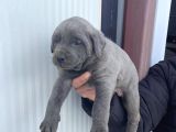 Dev Cane Corso Yavlarımızı Her Renk Mevcut