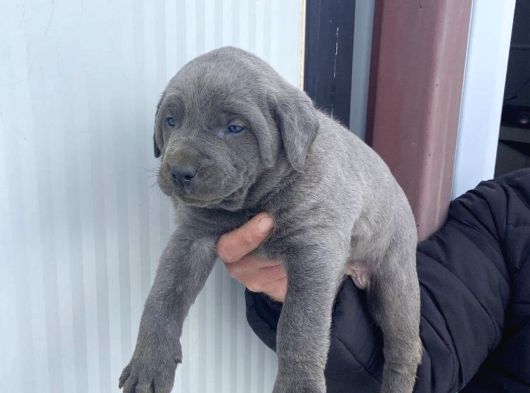 Dev Cane Corso Yavlarımızı Her Renk Mevcut görsel
