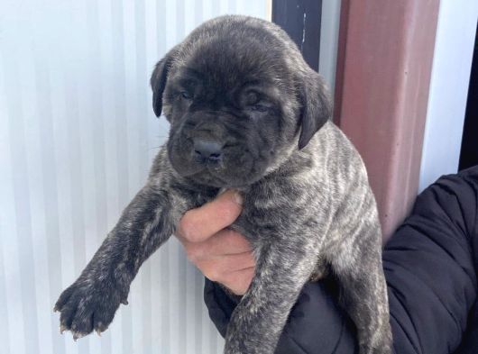 Dev Cane Corso Yavlarımızı Her Renk Mevcut görsel