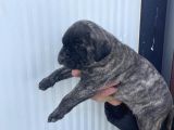 Dev Cane Corso Yavlarımızı Her Renk Mevcut