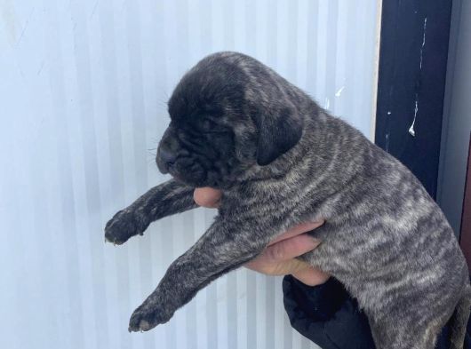 Dev Cane Corso Yavlarımızı Her Renk Mevcut görsel