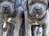 Dev Cane Corso Yavlarımızı Her Renk Mevcut