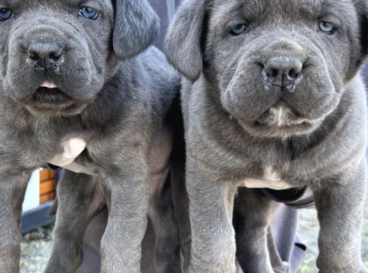 Dev Cane Corso Yavlarımızı Her Renk Mevcut