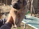 Dev Cane Corso Yavlarımızı Her Renk Mevcut