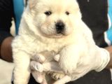 Çin Aslanı  Chow Chow Yavrularımız Her Renk Mevcut Mor Dil