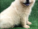 Çin Aslanı  Chow Chow Yavrularımız Her Renk Mevcut Mor Dil