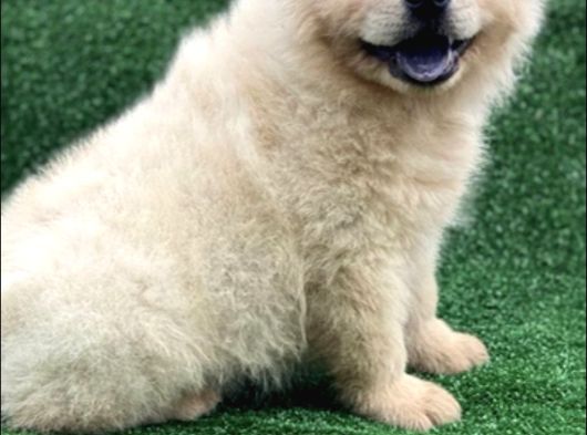 Çin Aslanı  Chow Chow Yavrularımız Her Renk Mevcut Mor Dil görsel