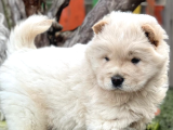 Çin Aslanı  Chow Chow Yavrularımız Her Renk Mevcut Mor Dil