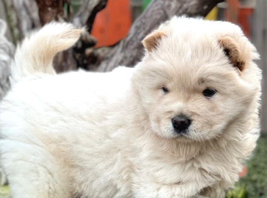 Çin Aslanı  Chow Chow Yavrularımız Her Renk Mevcut Mor Dil