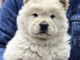 Çin Aslanı  Chow Chow Yavrularımız Her Renk Mevcut Mor Dil