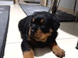 A Kalite koca Kafa Rottweiler Yavrularımız