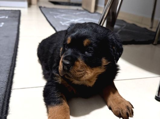 A Kalite Koca Kafa Rottweiler Yavrularımız