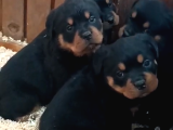 A Kalite Koca Kafa Rottweiler Yavrularımız