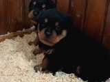 A Kalite Koca Kafa Rottweiler Yavrularımız