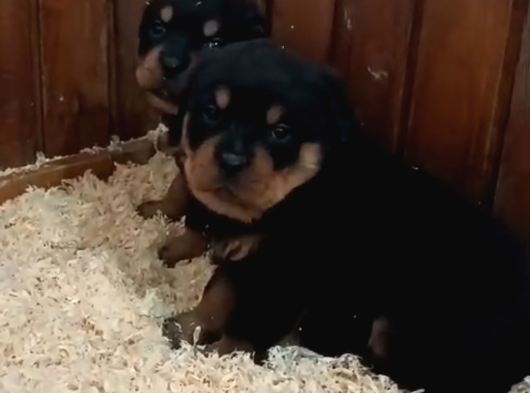 A Kalite Koca Kafa Rottweiler Yavrularımız görsel