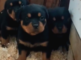 A Kalite Koca Kafa Rottweiler Yavrularımız