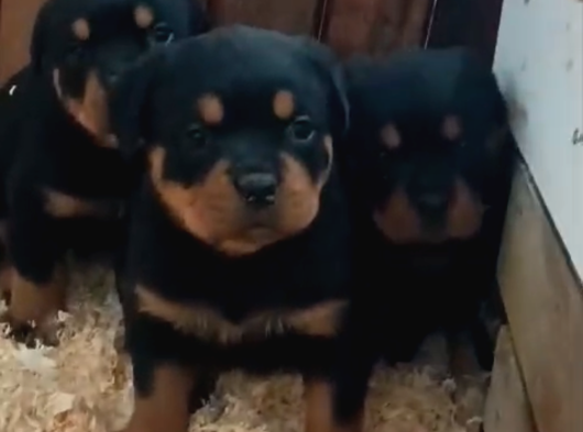 A Kalite Koca Kafa Rottweiler Yavrularımız görsel