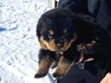 A Kalite Koca Kafa Rottweiler Yavrularımız