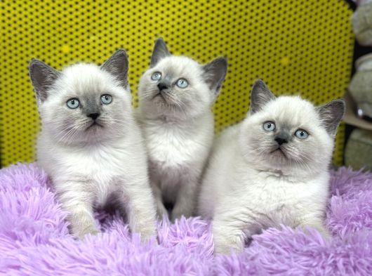 Ev Üretimi Bluepoint British Short Hair Yavrularımız görsel