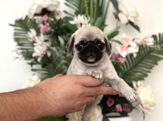 Pug Mops Yavrularim Tesli̇me Hazir görsel