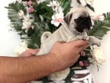 Pug Mops Yavrularim Tesli̇me Hazir