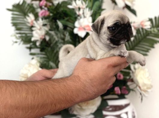 Pug Mops Yavrularim Tesli̇me Hazir görsel