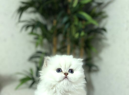 Bussi̇nes Class British Longhair Yavrularim görsel